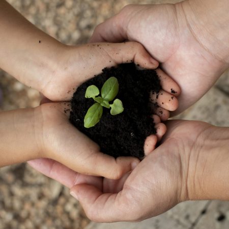 close-up-transplanting-process-plants